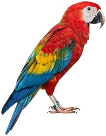a parrot is standing on a white background.jpg